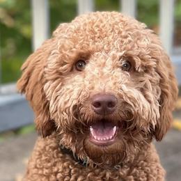 Goldendoodles from Northern Lights Doodles