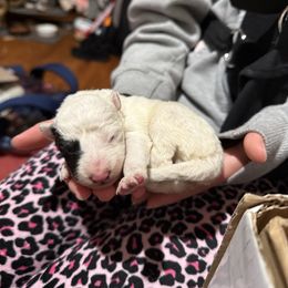 Mostly white girl - Black and white female Border Collie puppy in Jackson, New Jersey from NJ Bees BC