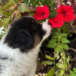 Sesame - Black and tan male Pembroke Welsh Corgi puppy in Lima, New York from Hickory Springs Corgis