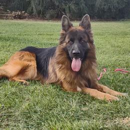 Justice - German Shepherd