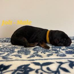 Jolt - Black and red male German Shepherd puppy in Coplay, Pennsylvania from By My Side Germans Shepherds & Dobermans