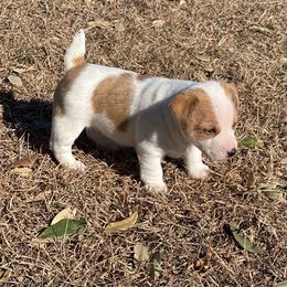 Russell Terrier Puppies from Bar Rafter C Shorty Jacks