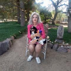 English Toy Spaniel Puppies from Breston's English Toys