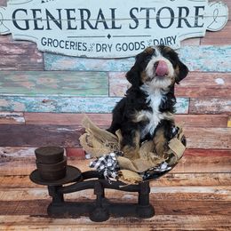 Bernedoodle Puppies from M2 Bernedoodles