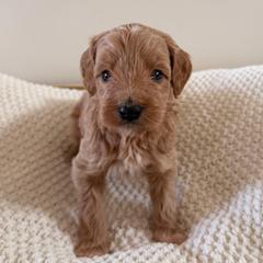 Male 2 - Apricot male Goldendoodle puppy in Modesto, California from Central Valley Canine Companions