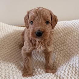 Male 2 - Apricot male Goldendoodle puppy in Modesto, California from Central Valley Canine Companions