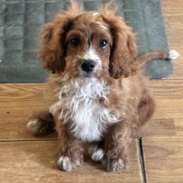 Tanner - Red male Cavapoo puppy in Burke, New York from Patti’s Puppies