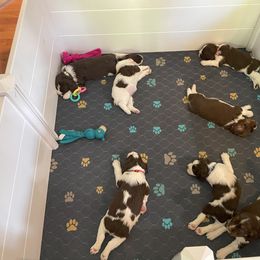 English Springer Spaniel Puppies from Timothy Naylor