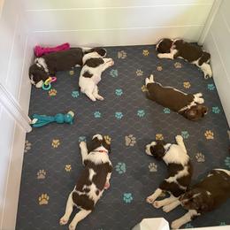 English Springer Spaniel Puppies from Timothy Naylor