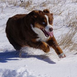 Bourbon  - Miniature Australian Shepherd