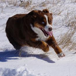 Bourbon  - Miniature Australian Shepherd