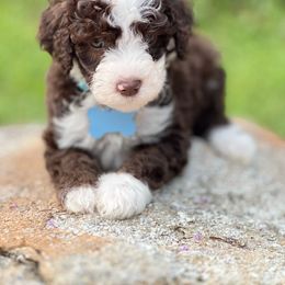 Snickers - Brown and white Sheepadoodle puppy in Knoxville, Tennessee from Fleury Farm Doodles TN