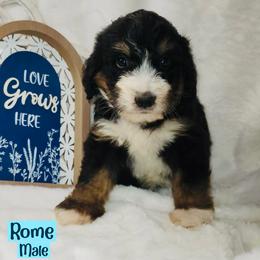 Rome - Tri-color male Bernedoodle puppy in Beecher, Illinois from Erica’s Doodles