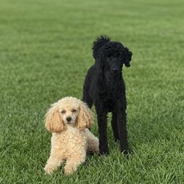 Poodles from Charlotte & Co. Miniature Poodles