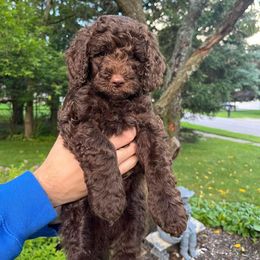 Australian Labradoodle Puppies from Aurora Australian Labradoodles