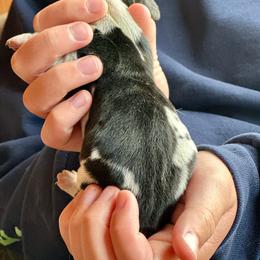 Female 2 - Black brown and white female Basset Hound puppy in Lindley, New York from Hill Top Basset Hounds & Cane Corso