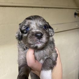 Aussiedoodle Puppies from Arizona Lane Doodles