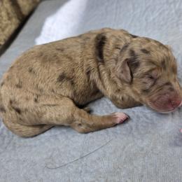 Petunia Pink - Merle female Goldendoodle puppy in Delphos, Ohio from Route 66 Poodles & Doodles, Sapphire Shih-tzu's of Ohio