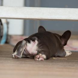 Belgian Malinois and French Bulldogs from Hershel's