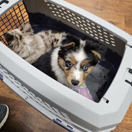 Toy Australian Shepherd Puppies from Reflections of Star Crest Kennel