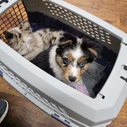 Toy Australian Shepherd Puppies from Reflections of Star Crest Kennel