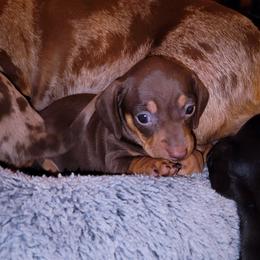 Dachshund and Great Dane Puppies from AZ's Prestigious Minature Dachshunds