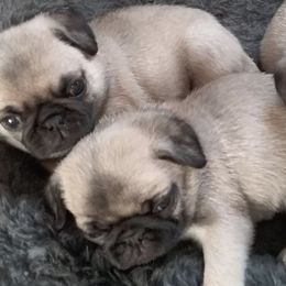 Pugs from Sunset Farms