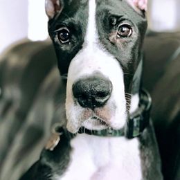 Great Dane Puppies from Stardust Danes