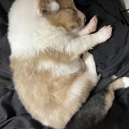 Collie Puppies from Jolly Collies