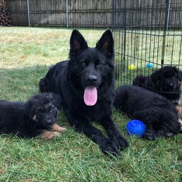 Enji  - German Shepherd