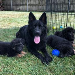 Enji  - German Shepherd