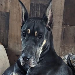 Dirtie - Great Dane