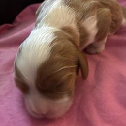Miki - Blenheim female Cavalier King Charles Spaniel puppy in Burke, New York from Patti’s Puppies