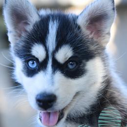 Grace - Tri-color female Pomsky puppy in Redding, California from Spirit Pomskies