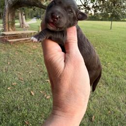 Emmylou - Liver female Miniature Schnauzer puppy in Silver Creek, Mississippi from Mamie’s Minis, LLC