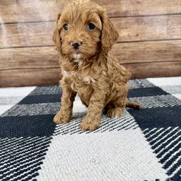 Chloe - Red female Cockapoo puppy in Beresford, South Dakota from DAKOTA DOOD RANCH