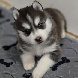 Harley - Black and white male Pomsky puppy in Coatesville, Pennsylvania from Peaceful Pomskys