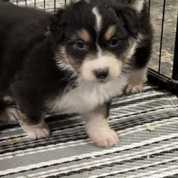 Briar - Black tri-color female Australian Shepherd puppy in Divide, Colorado from Outlaw Farm and Kennel