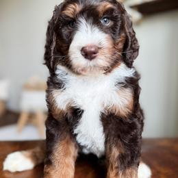 Bernedoodle and Goldendoodle Puppies from Sac River GoldenDoodles & BerneDoodles LLC