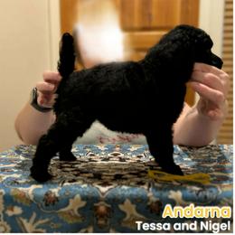 Andarna - Black female Poodle puppy in Vail, Arizona from Semper Poodelis
