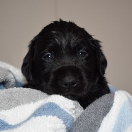 Dilute Retriever Puppies from Wicked Pines Retrievers