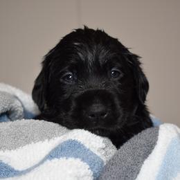 Dilute Retriever Puppies from Wicked Pines Retrievers