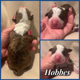 Hobbes - Black brindle male American Staffordshire Terrier puppy in Marietta, Georgia from Ambition Amstaffs