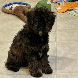 Stripes Gremlin - Black and tan male Schnoodle puppy in Rancho Cordova, California from Snickerdoodle Doodles