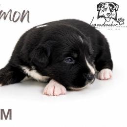 Timon - Black tri male Miniature American Shepherd puppy in Leitchfield, Kentucky from Legendmaker MAS