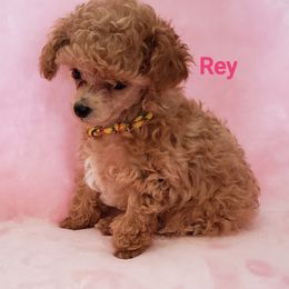 Maltese and Poodle Puppies from Marlees Puppies 1