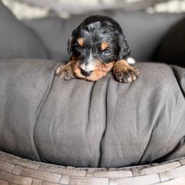 Charcoal - Tri-color male Bernedoodle puppy in Ocala, Florida from Bernedoodles of Florida