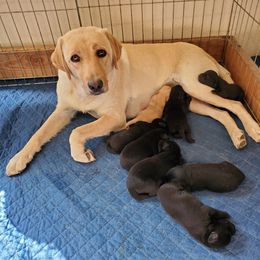 Labrador Retriever Puppies from Debbie Wing