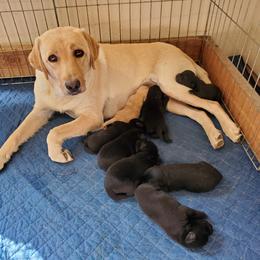 Labrador Retriever Puppies from Debbie Wing