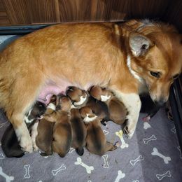 Pembroke Welsh Corgi Puppies from STR Corgis